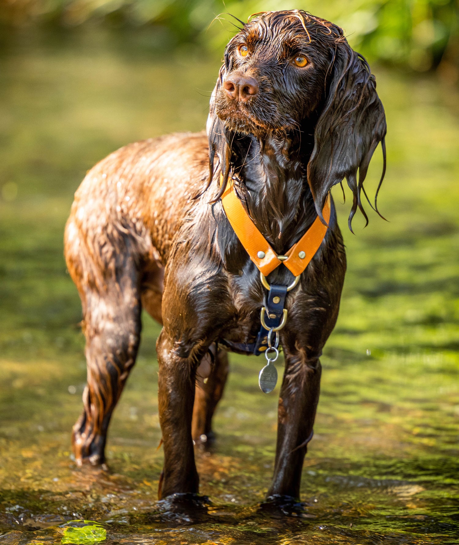 Lifetime guarantee 2024 dog collar